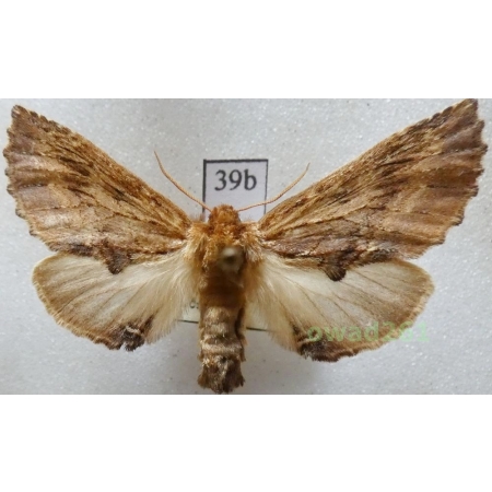 Ptilodon capucina (Linnaeus, 1758) male Czech39b